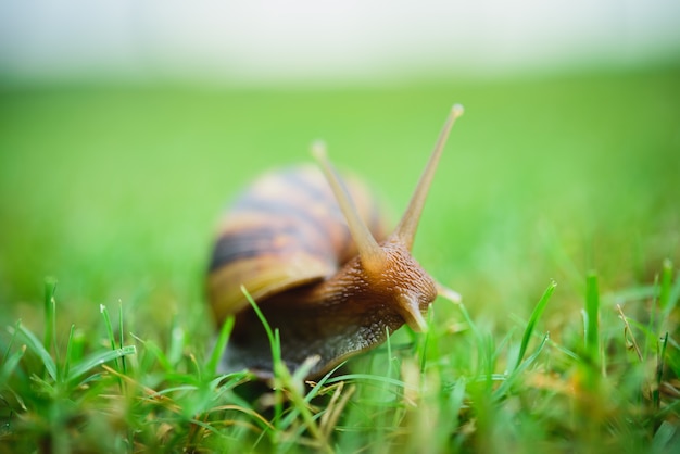 Caracol solo en el vidrio