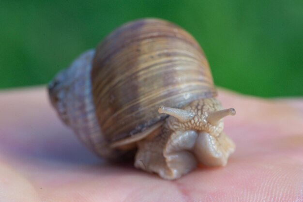 Un caracol se sostiene en una mano y tiene una cabeza grande.