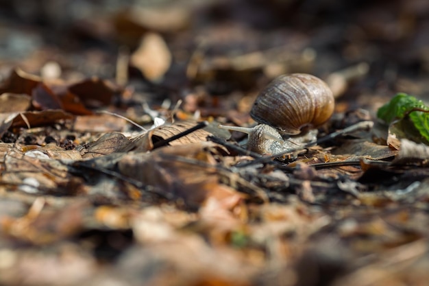 Un caracol con su concha en el suelo en el bosque en la temporada de otoño