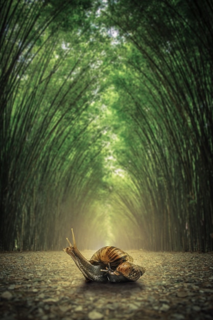 Caracol en el suelo. El camino flanqueado por dos lados sin fondo de bosque de bambú.