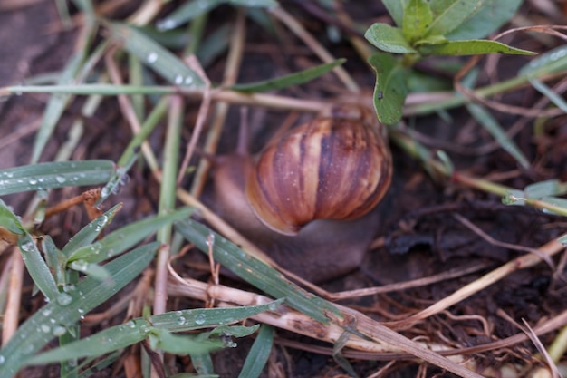 Foto un caracol está en el suelo en la hierba y tiene un pequeño insecto en él