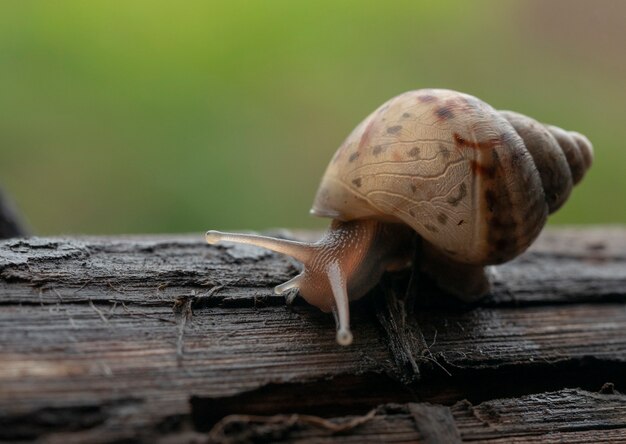 Caracol en tablón de madera en foco suave