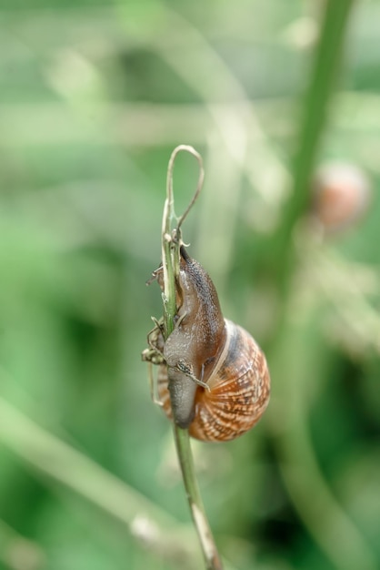 Un caracol en el tallo de la hierba Estado de ánimo de verano naturaleza e insectos