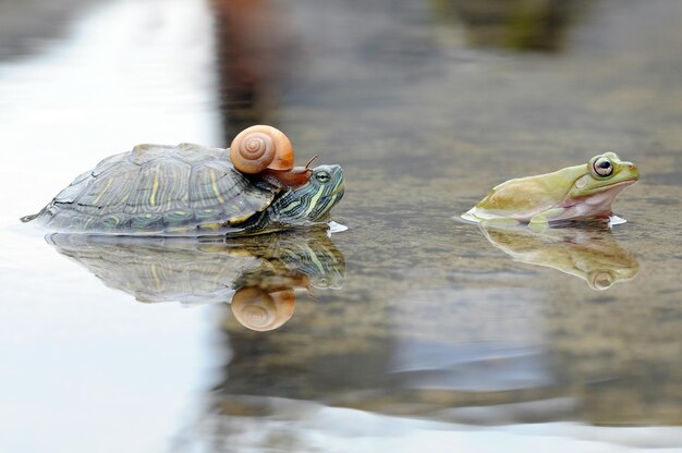 caracol tartaruga com sapo em uma poça