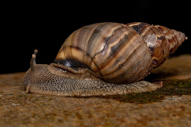 Caracol terrestre común del género Corona