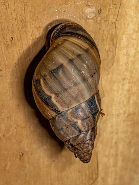 Caracol terrestre común