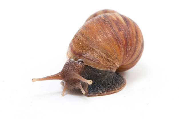 Caracol de tierra africano gigante aislado en un blanco