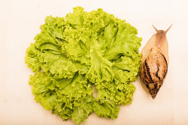 Foto caracol tigre hermoso grande arrastrándose cerca de una hoja verde de lechuga