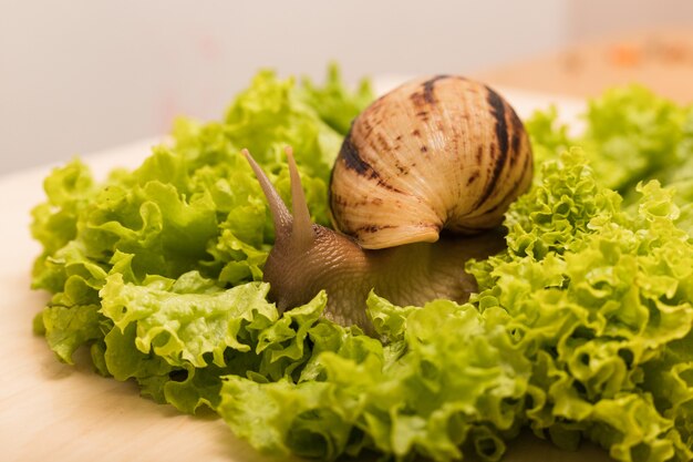 Caracol tigre hermoso grande se sienta encima de una hoja de lechuga verde