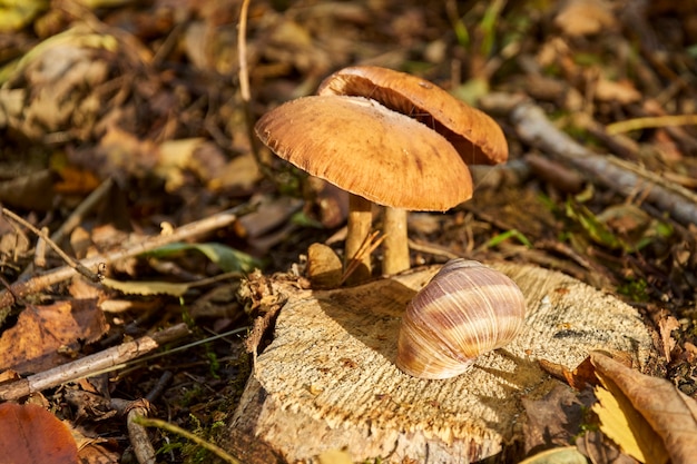 Foto caracol en tocón con setas