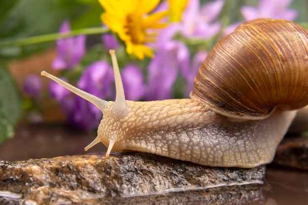 Caracol trepa de piedra en piedra. moluscos e invertebrados. delicadeza de carne y comida gourmet.