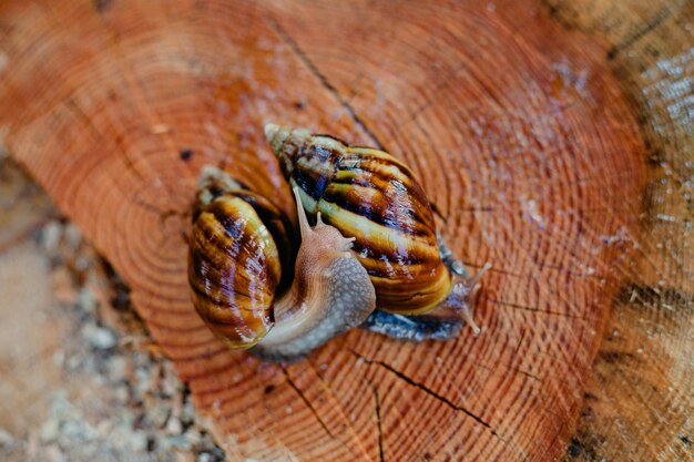 Foto un caracol está en un tronco con una concha que tiene una concha marrón.