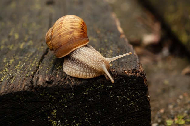 Un caracol en un tronco con un fondo verde.