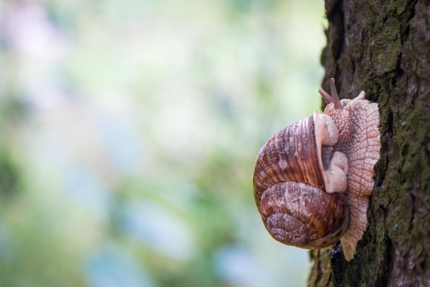 Un caracol de uva se arrastra por el tronco de un árbol Plaga de jardín vegetal Primer plano