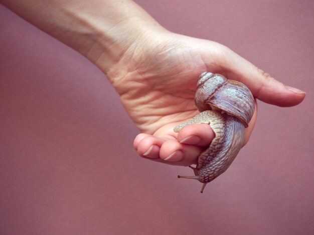 Caracol de uva arrastrándose a mano.