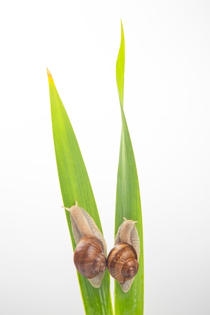 caracol de uva arrastrándose sobre hojas verdes. moluscos e invertebrados