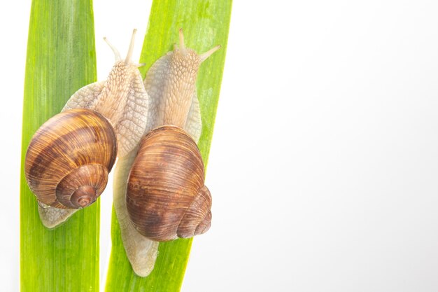 caracol de uva arrastrándose sobre hojas verdes. moluscos e invertebrados