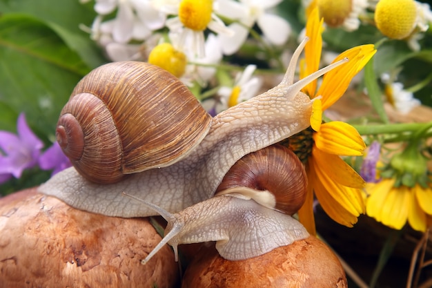 Caracol de uva arrastrándose sobre setas