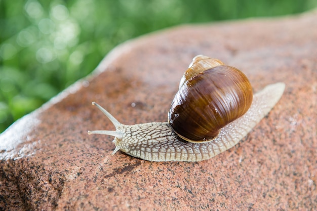 Caracol de uva grande está caminando sobre la piedra roja.