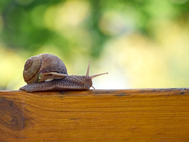 Caracol de uva lento gatear sobre la plancha en el jardín