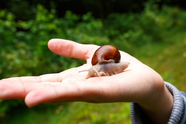 Caracol uva rastejando na palma da mão de uma criança.