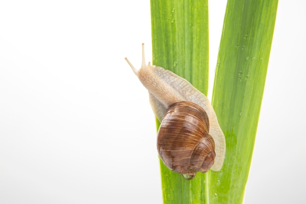 Caracol uva rastejando nas folhas verdes. molusco e invertebrado. delicadeza de carne e comida gourmet. relaxamento