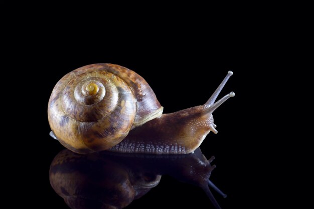 Foto caracol de uva con reflejo aislado en fondo negro fotografía macro agudeza seleccionada yin y yang de los caracoles