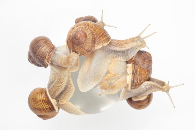 caracol de uva sobre un fondo blanco. moluscos e invertebrados.