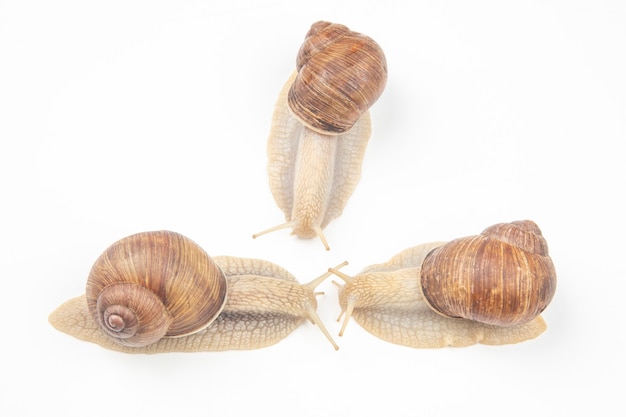 caracol de uva sobre un fondo blanco. moluscos e invertebrados.