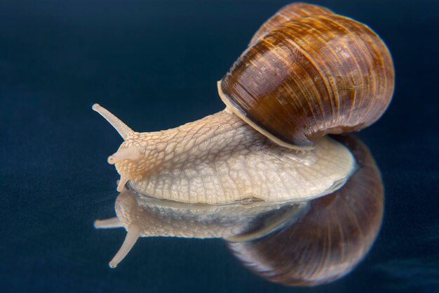 Caracol de uva sobre superficie reflectante