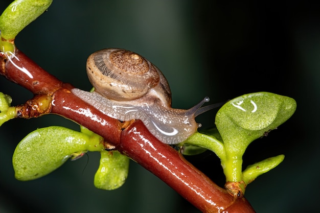 Caracol vagabundo asiático da espécie Bradybaena similaris