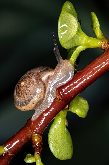 Caracol vagabundo asiático da espécie Bradybaena similaris