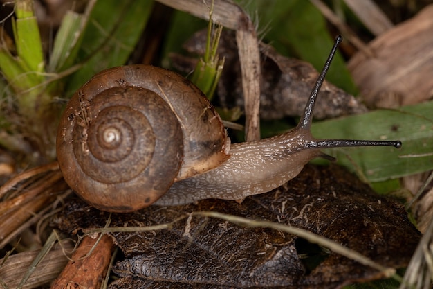 Caracol vagabundo asiático de la especie Bradybaena similaris