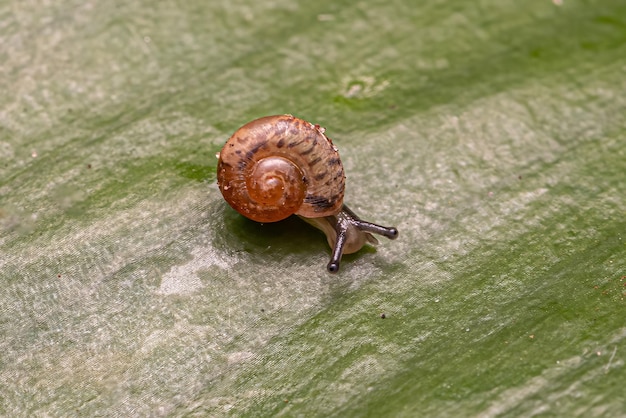 Caracol vagabundo asiático