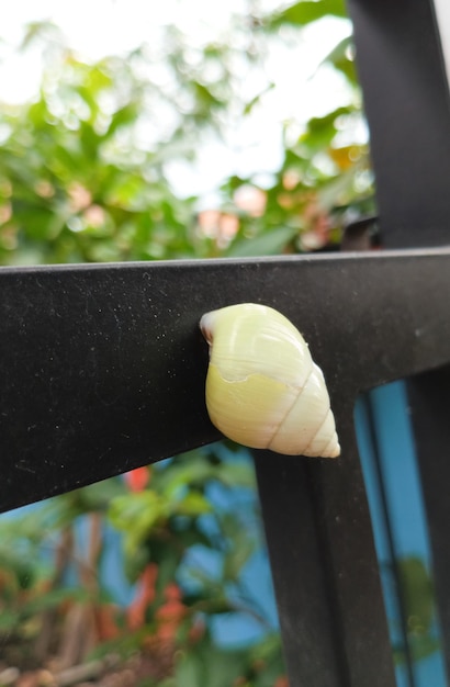 Un caracol en una valla en el jardín.