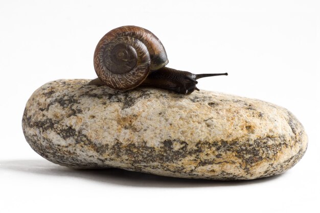 Caracol de vid en la pila de piedras de spa contra la superficie blanca.