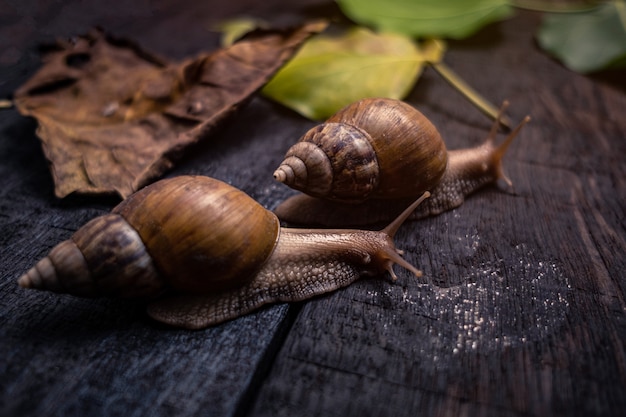 El caracol en la vida natural.