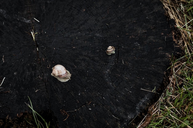 Caracol viscoso em um toco