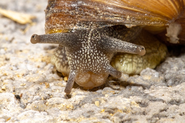 Caracol visto de cerca con fotografía macro y enfoque selectivo