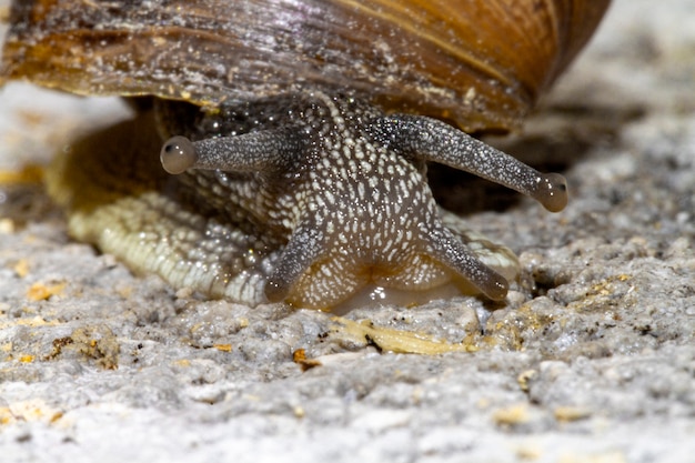 Caracol visto de cerca con fotografía macro y enfoque selectivo