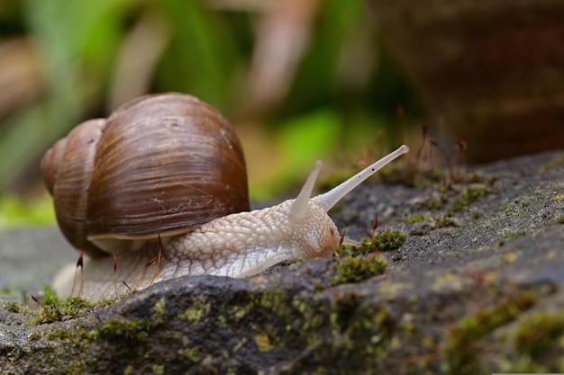 Caracol