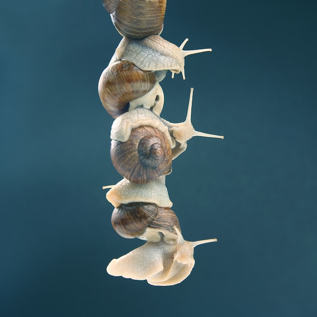 Los caracoles se abrazan con ventosas. moluscos e invertebrados.