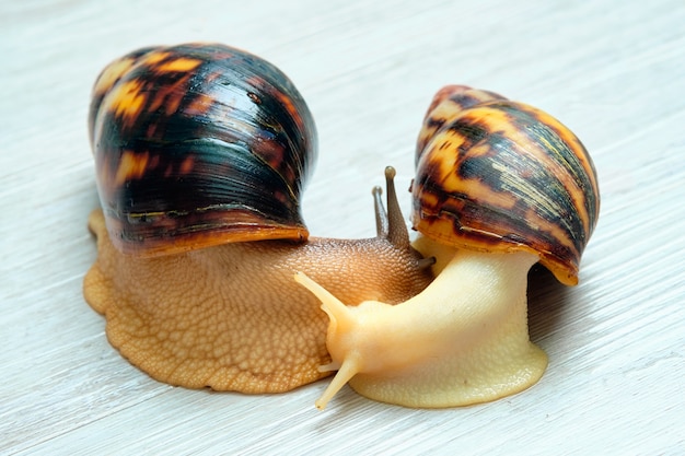 Caracoles Achatina, un gran caracol africano. Dos caracoles sobre un fondo blanco.