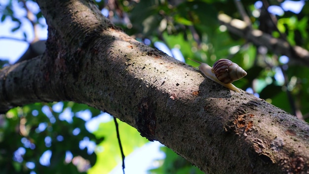 Los caracoles se arrastran sobre los troncos de los árboles en el día de la mañana