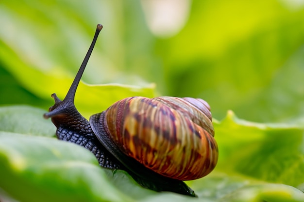 Los caracoles del bosque en el entorno natural notan una profundidad de campo poco profunda