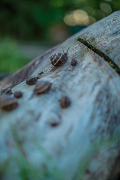 Caracoles Caracoles en la naturaleza Caracoles en el tocón Los caracoles se balancean en el borde del viejo tocón