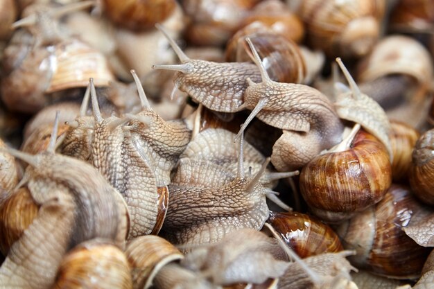 Los caracoles se cierran sobre muchos caracoles de jardín rastreros animados con grandes conchas