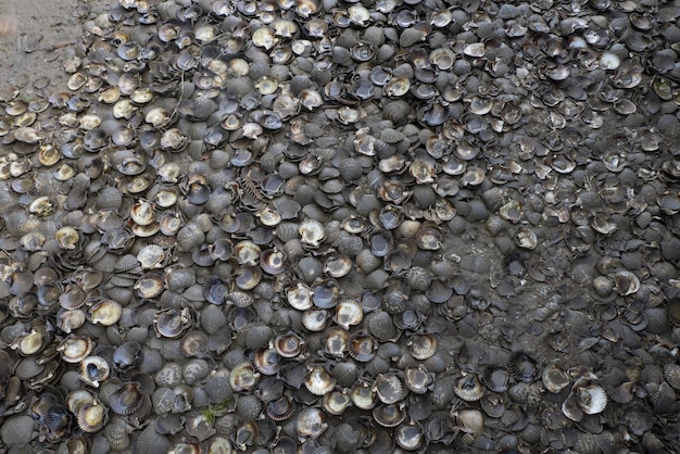 Caracoles muertos en la orilla