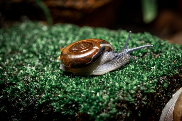 Caracoles en el musgo en el bosque