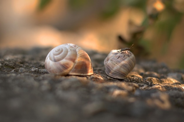 Caracoles en la pendiente Los caracoles grandes se encuentran en un gran bokeh de enfoque selectivo de piedra negra